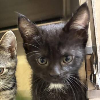 E 1 -  Domestic Short Hair Cat Available for Adoption in Bel Air, Maryland - E 1 | PetCurious