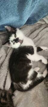 Jax -  Domestic Short Hair Cat for Adoption in Miami, Oklahoma - Jax | PetCurious