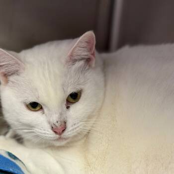 Rescue Domestic Short Hair Cats for Adoption in Madisonville, Tennessee - Luna | PetCurious