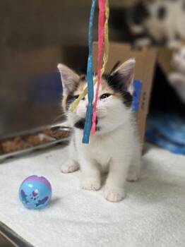 Loves -  Domestic Short Hair Cat for Adoption in Westland, Michigan - Loves | PetCurious