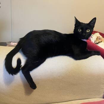 Domestic Short Hair Cats Available for Adoption in MS STATE UNIV, Mississippi - Chai | PetCurious