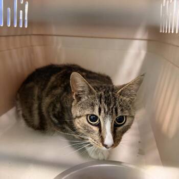 Ma Lady -  Domestic Short Hair Cat for Adoption in Columbus, North Carolina - Ma Lady | PetCurious