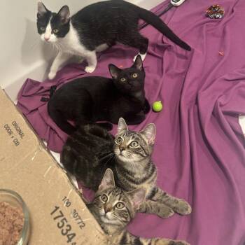 Strudel -  Domestic Short Hair Cat for Adoption in Aspinwall, Pennsylvania - Strudel | PetCurious