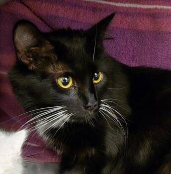Presley -  Domestic Medium Hair Cat for Adoption in Oakland, California - Presley | PetCurious