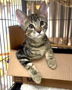 Melody -  Domestic Short Hair and Tabby Cat for Adoption in Fort Myers, Florida - Melody | PetCurious