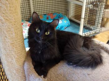 Domestic Long Hair and Bombay Cats Available for Adoption - Shadow | PetCurious