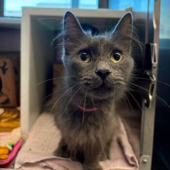 Indigo -  Domestic Short Hair Cat for Adoption in Fairport, New York - Indigo | PetCurious