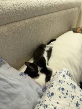 Spaghetti-O (Bonded to Alfalfa) -  Domestic Short Hair Cat for Adoption in Wheaton, Illinois - Spaghetti-O (Bonded To Alfalfa) | PetCurious