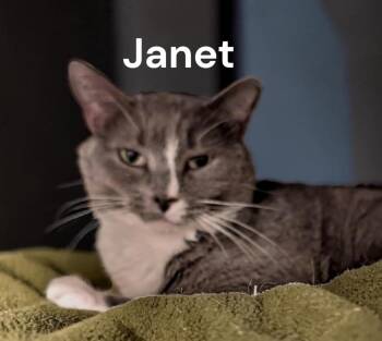 Domestic Short Hair Cats Available for Adoption in Weems, Virginia - Janet | PetCurious