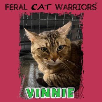 Vinnie -  Domestic Short Hair Cat for Adoption in Kingman, Arizona - Vinnie | PetCurious