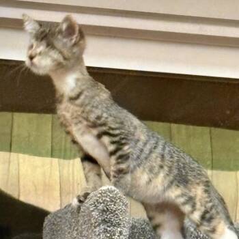 Emmylou* -  Domestic Short Hair Cat for Adoption in San Gabriel, California - Emmylou* | PetCurious