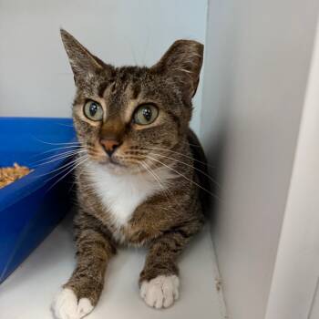 Rescue Domestic Short Hair Cats for Adoption in Port Richey, Florida - Talia | PetCurious