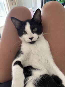 Toyotathon -  Domestic Short Hair Cat for Adoption in Topeka, Kansas - Toyotathon | PetCurious