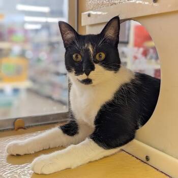 Domestic Short Hair Cats Available for Adoption - Cruella De Vil | PetCurious
