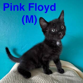 Pink Floyd -  Domestic Short Hair Cat for Adoption in NEW PT RICHEY, Florida - Pink Floyd | PetCurious
