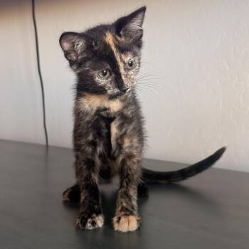 Calypso -  Domestic Short Hair Cat for Adoption in Prescott, Arizona - Calypso | PetCurious