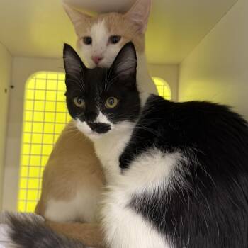 Domestic Medium Hair Cats Available for Adoption - Snuggle Bug | PetCurious