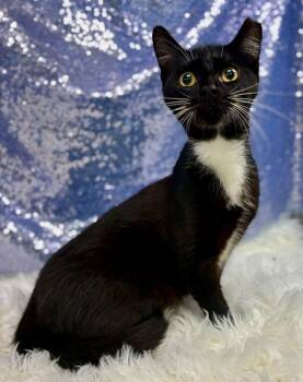 Racer -  Domestic Short Hair Cat for Adoption in Clarkesville, Georgia - Racer | PetCurious