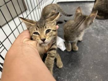Domestic Short Hair Cats Available for Adoption in Ocala, Florida - MASON | PetCurious