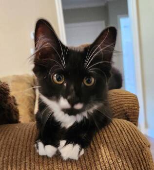 Butterz -  Domestic Medium Hair Cat for Adoption in Lafayette, Louisiana - Butterz | PetCurious