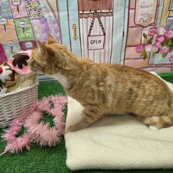 Garfield -  Domestic Short Hair Cat for Adoption in Statesboro, Georgia - Garfield | PetCurious
