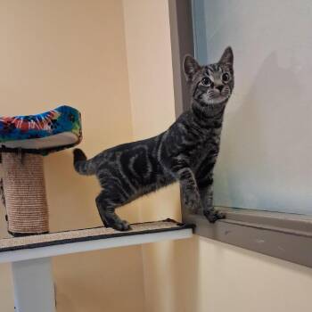 Lake -  Domestic Short Hair Cat for Adoption in Baltimore, Maryland - Lake | PetCurious
