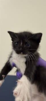 Domestic Short Hair Cats Available for Adoption in Doral, Florida - JULISSA | PetCurious