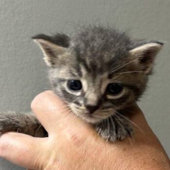 Moosetrack -  Domestic Short Hair Cat for Adoption in Vienna, Ontario - Moosetrack | PetCurious
