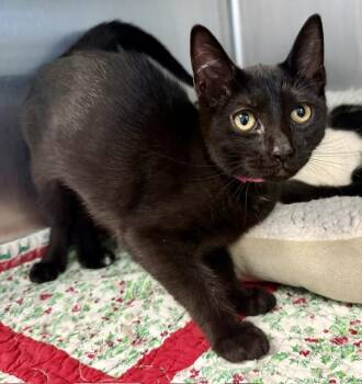 LILY -  Domestic Short Hair Cat for Adoption in Sarasota, Florida - LILY | PetCurious