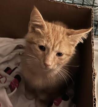 Cousin It -  Domestic Short Hair Cat for Adoption - Cousin It | PetCurious
