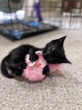 Peony -  Domestic Short Hair Cat for Adoption in Lafayette, Colorado - Peony | PetCurious