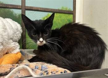 Domestic Short Hair Cats Available for Adoption in Houston, Texas - LILA | PetCurious