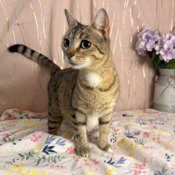 Ms. Priss -  Domestic Short Hair Cat for Adoption in Long Beach, Mississippi - Ms. Priss | PetCurious