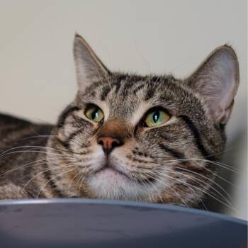 August -  Domestic Short Hair Cat for Adoption in Port Washington, New York - August | PetCurious
