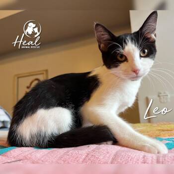 Leo -  Domestic Short Hair Cat for Adoption in Youngwood, Pennsylvania - Leo | PetCurious