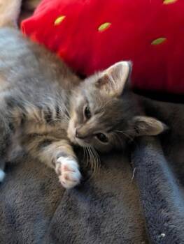 Taco -  Domestic Medium Hair and Domestic Short Hair Cat for Adoption in Port Republic, Maryland - Taco | PetCurious