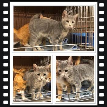 OAKLEY -  Domestic Short Hair Cat for Adoption in Buckhannon, West Virginia - OAKLEY | PetCurious
