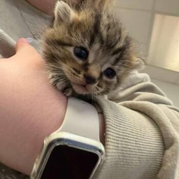 Domestic Short Hair Cats Available for Adoption in Gadsden, Alabama - Thelma | PetCurious