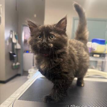 Sneezy -  Domestic Medium Hair Cat for Adoption in Spokane, Washington - Sneezy | PetCurious