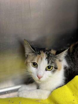 Rescue Domestic Short Hair Cats for Adoption in Columbia City, Indiana - Lane | PetCurious