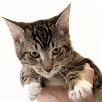 Avoyelles -  Domestic Short Hair Cat for Adoption in Buffalo, Minnesota - Avoyelles | PetCurious