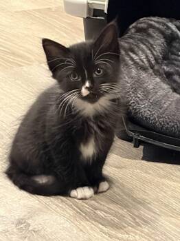 Goose -  Domestic Medium Hair Cat for Adoption in Saint Charles, Missouri - Goose | PetCurious