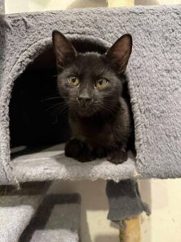 Rescue Domestic Short Hair Cats for Adoption in Antioch, California - Velvet | PetCurious