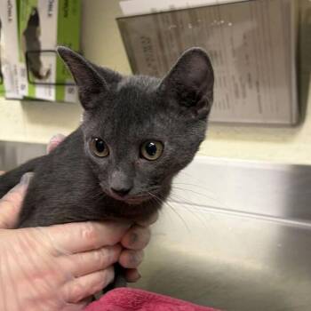 McCoy -  Domestic Short Hair Cat for Adoption in Asheville, North Carolina - McCoy | PetCurious