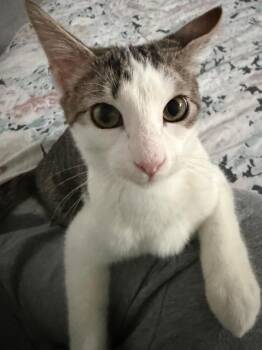 Domestic Short Hair Cats Available for Adoption - Biryani | PetCurious