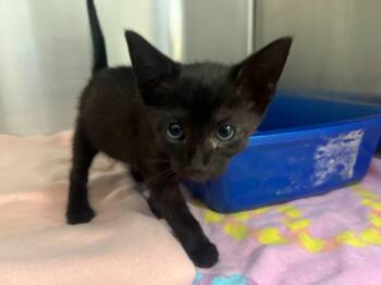 Skipper -  Domestic Short Hair Cat for Adoption in Raleigh, North Carolina - Skipper | PetCurious
