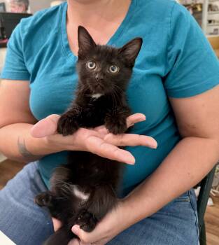 Domestic Short Hair Cats Available for Adoption in Camden, South Carolina - Bo | PetCurious