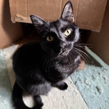 Rescue Bombay and Domestic Short Hair Cats for Adoption - Nori | PetCurious
