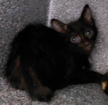 Raya -  Domestic Short Hair Cat for Adoption in Henderson, North Carolina - Raya | PetCurious