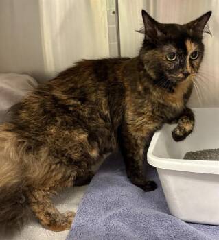 THELMA -  Domestic Medium Hair Cat for Adoption in Minneapolis, Minnesota - THELMA | PetCurious